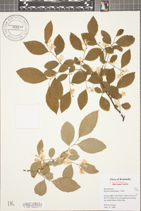 Styrax americanus image