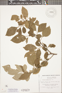 Styrax americanus image