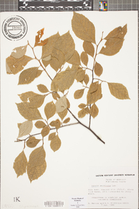 Styrax americanus image