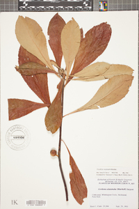 Franklinia alatamaha image