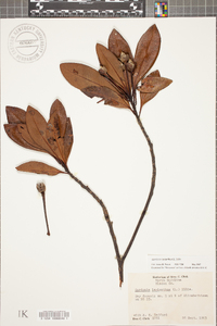 Gordonia lasianthus image