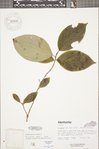 Stewartia ovata image