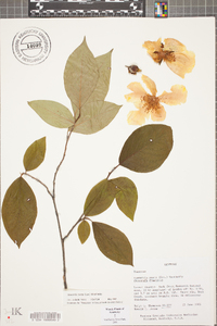 Stewartia ovata image