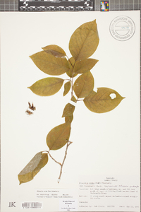 Stewartia ovata image