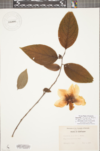 Stewartia ovata image