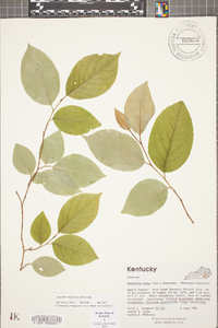 Stewartia ovata image