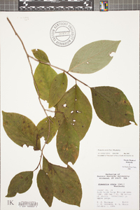 Stewartia ovata image