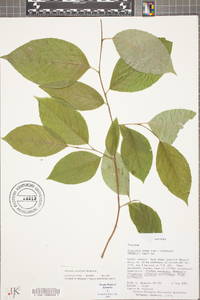 Stewartia ovata image