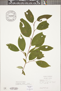 Stewartia ovata image