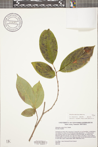 Stewartia ovata image