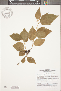 Grewia biloba image