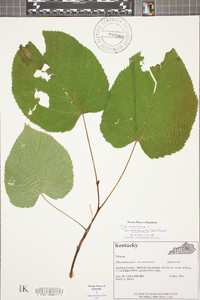 Tilia americana var. heterophylla image