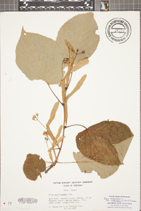 Tilia heterophylla image