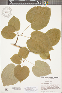 Tilia americana var. heterophylla image