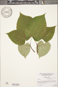 Tilia americana var. heterophylla image