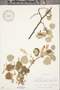 Tilia cordata image