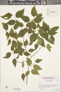 Celtis laevigata image