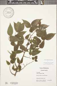 Celtis laevigata image