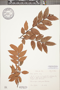 Ulmus serotina image