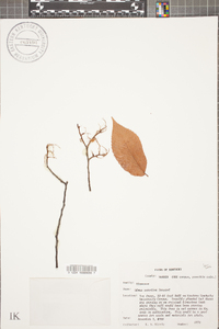 Ulmus serotina image