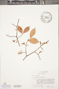 Ulmus serotina image