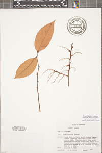 Ulmus serotina image