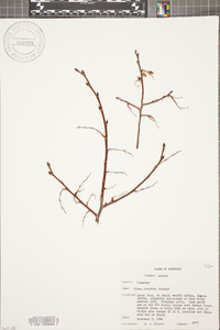 Ulmus serotina image