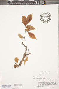 Ulmus serotina image