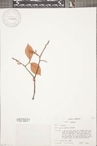 Ulmus serotina image