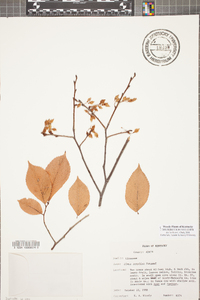 Ulmus serotina image