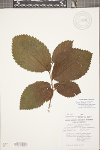 Ulmus thomasii image