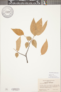 Ulmus serotina image