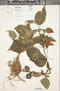 Viola triloba image