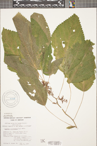 Laportea canadensis image