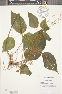 Laportea canadensis image