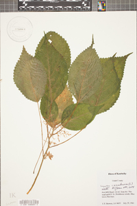 Laportea canadensis image