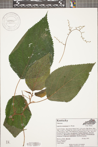 Laportea canadensis image