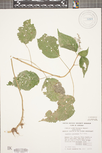 Laportea canadensis image