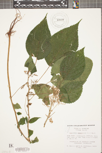 Laportea canadensis image