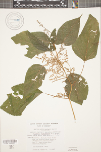 Laportea canadensis image