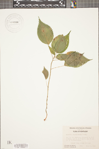 Laportea canadensis image