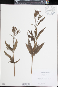 Verbena hastata image