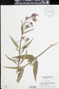 Verbena hastata image