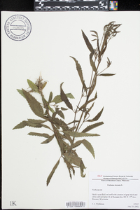 Verbena hastata image