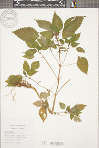 Pilea pumila image