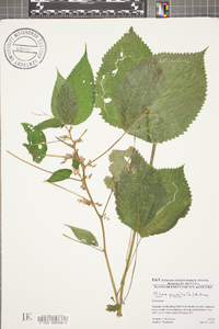 Pilea pumila image