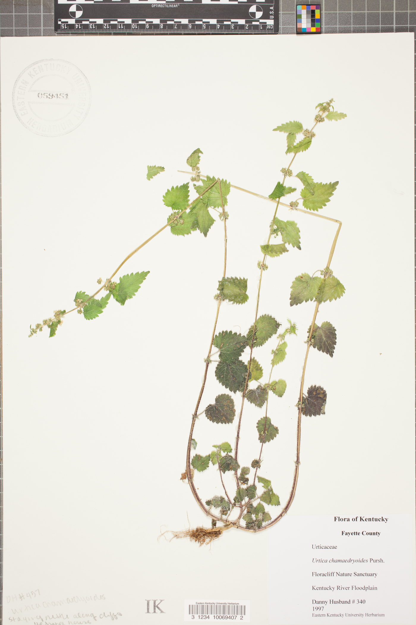 Urtica chamaedryoides image