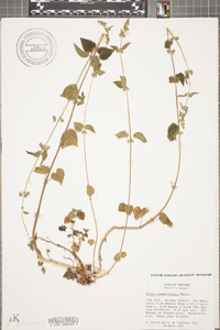 Urtica chamaedryoides image