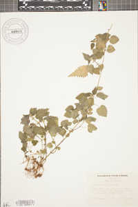 Urtica chamaedryoides image