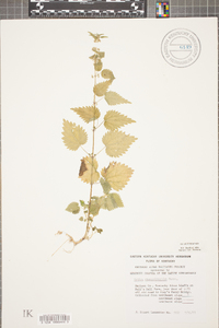 Urtica chamaedryoides image